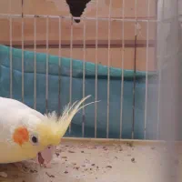عروس هلندی نژاد اصل
