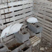 مرغ شاخدار|حیوانات مزرعه|کشکوئیه, |دیوار