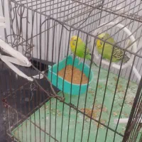 مرغ عشق مولد|پرنده|میانه, |دیوار