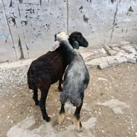 بره افشاری مخصوص پرواری (گوسفند)|حیوانات مزرعه|گنبد کاووس, |دیوار