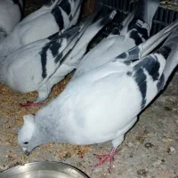 کبوتر|پرنده|شادمهر, |دیوار