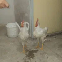 خروس سفید جوان