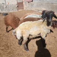 ۶عدد بره قوچی ۱۰ ماه فقد سرپایی بیا نگاه کن|حیوانات مزرعه|مشهد, شهرک شهید باهنر|دیوار
