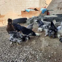 مرغ و خروس گلیین|حیوانات مزرعه|کاکی, |دیوار