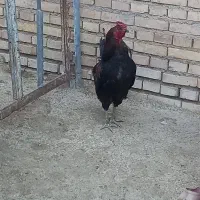 خروس و مرغ محلی