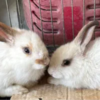 بچه خرگوش نژاد لوپ