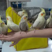 عروس هلندی|پرنده|قرچک, زیبا شهر|دیوار