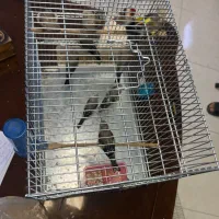 جوجه سهره درجه یک و عتیقه