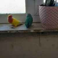 طوطی برزیلی|پرنده|الیگودرز, |دیوار