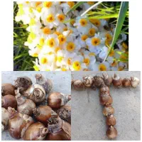 پیاز نرگس شهلا...وپرپر دونه ای 2300 حراج.کوچک1500|خدمات باغبانی و درختکاری|بهبهان, |دیوار