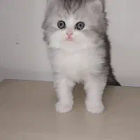 گربه بریتیش ماده