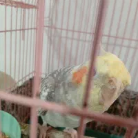 طوطی|پرنده|کوهسار (البرز), |دیوار
