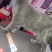 گربه