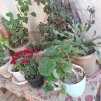 فر ش گل های متنوع