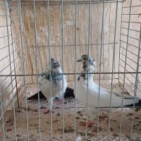 کبوتر بلندپرواز