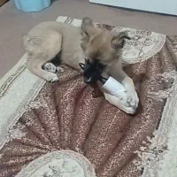 سگ اشپیتز پامر