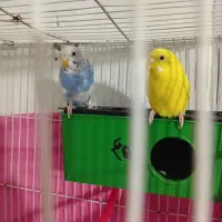 دو عدد مرغ عشق با قفس