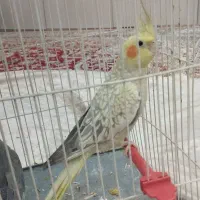 عروس هلندی