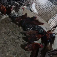 خروس محلی|پرنده|هشتگرد, شهرک وحدت|دیوار