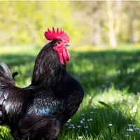 خـروس سیاه ومـرغ یک دست سیاه جهت قربانی|حیوانات مزرعه|تهران, سعادتآباد|دیوار