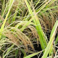 برنج فجر سوزنی ۹۰ روزه کشت خودم