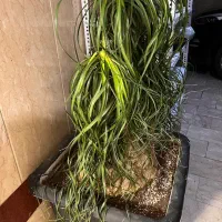 فروش لیندا بالغ سالم|گل و گیاه طبیعی|تهران, شهر زیبا|دیوار