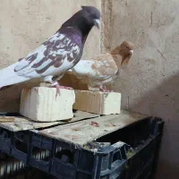 پرنده کبوتر