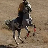 راه اندازی کره تا اتمام سواری|اسب و تجهیزات اسبسواری|الوند, |دیوار