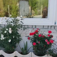 اجاره روزانه باغ ویلا تالار عقد عروسی|اجارهٔ کوتاهمدت ویلا و باغ|اندیمشک, |دیوار