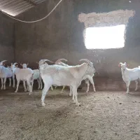 بز سالن نر در فریمان