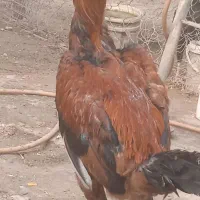 خروس لاری اصیل