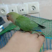 طوطی برزیلی|پرنده|شیراز, شاپورجان|دیوار