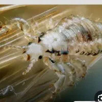 ضدعفونی وضد شپش داروی گیاهی بسیار قوی ومناسب