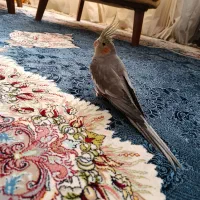عروس هلندی دستی، نر، به همراه قفس