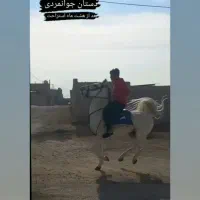 نریان کرد اسب سواری دار