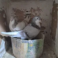 ساده فولادی|پرنده|سبزوار, همت|دیوار