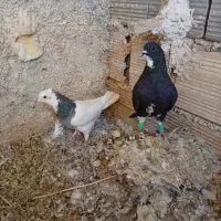 کفتر هوایی