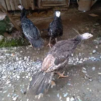 سه بقلمون دونه ای یک وپنصد یه نردوماده