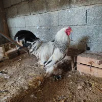 مرغ و خروس امپراتور ،برهما