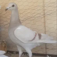 جفت جوجه