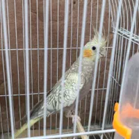 فروش عروس هلندی و طوطی برزیلی