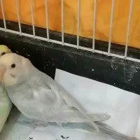 3تامرغ عشق جوجه دون خور|پرنده|قزوین, |دیوار