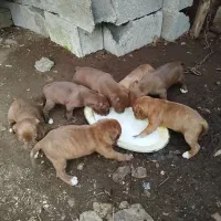 فروش توله پیتبول شماره تماس