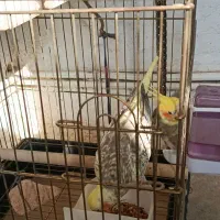 عروس هلندی مولد