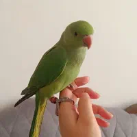 طوطی ملنگو|پرنده|مشهد, ویلاشهر|دیوار