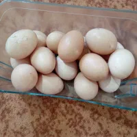 تخم مرغ محلی کاملاً ارگانیک