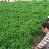 شوید باغی درجه یک