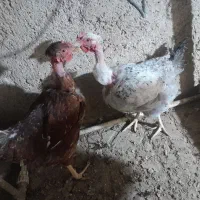 مرغ گردن لختی