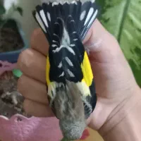 جوجه سهره نر  آس|پرنده|اصفهان, شاهزاده ابراهیم|دیوار