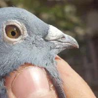 کبوتر اردن مسافتی